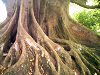 Auckland Tree.