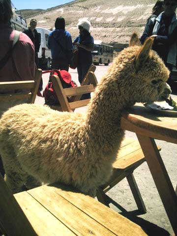 Alpaca.